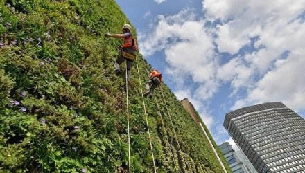 Aanleg Verticaal Groen