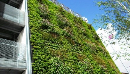 Groene gevel beplanting