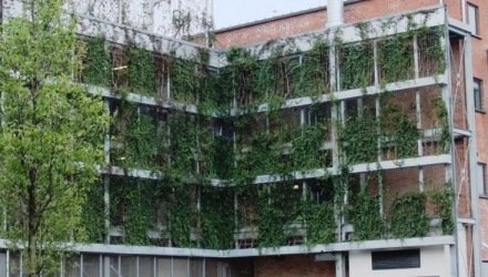 Groene wand