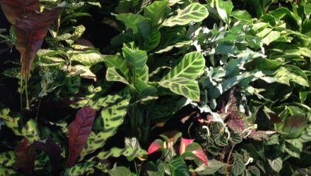 Groene wand Absoluta